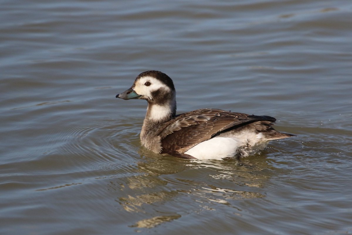 The Long-tailed Duck posed nicely in front of the Observatory this morning @WWTLlanelli