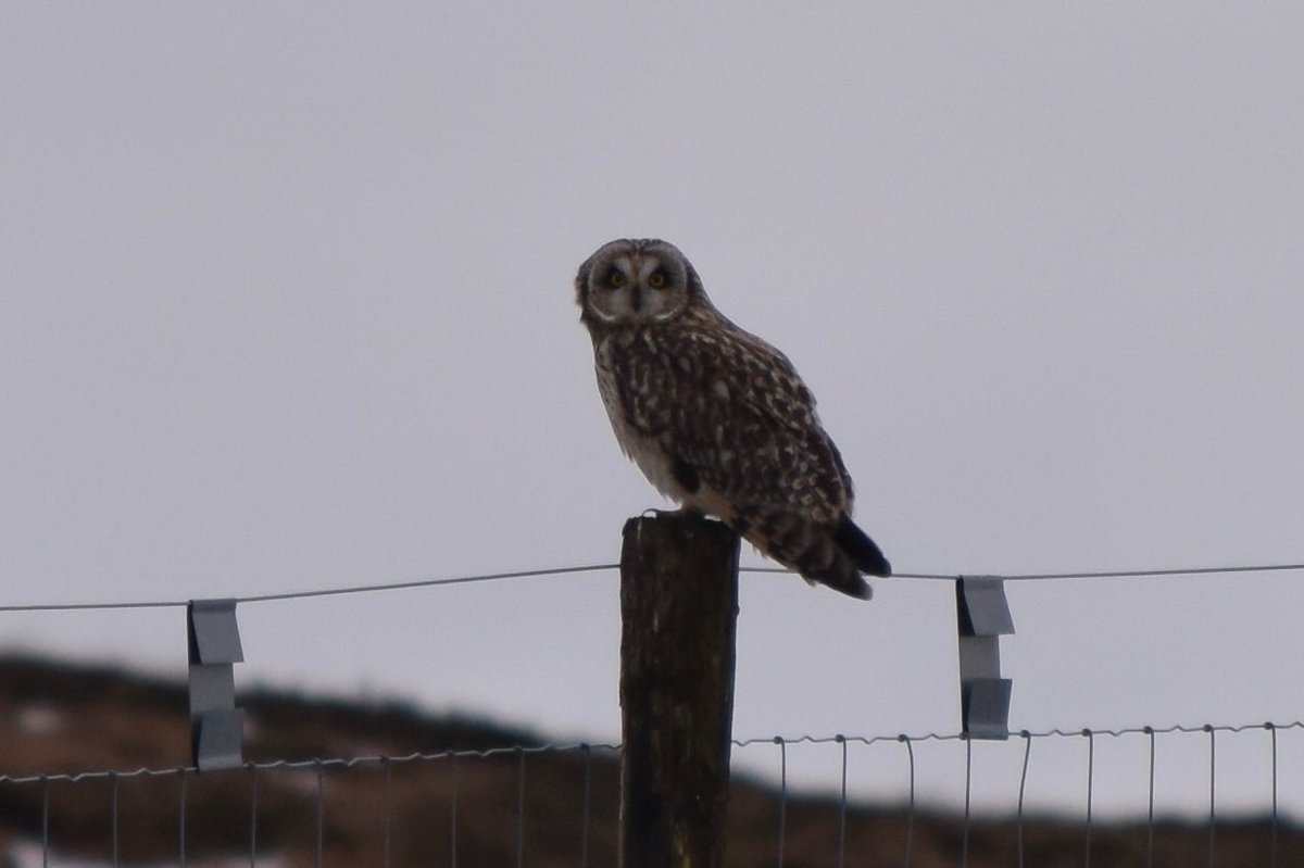 Bella Sabbagh 🇵🇸 tweet media