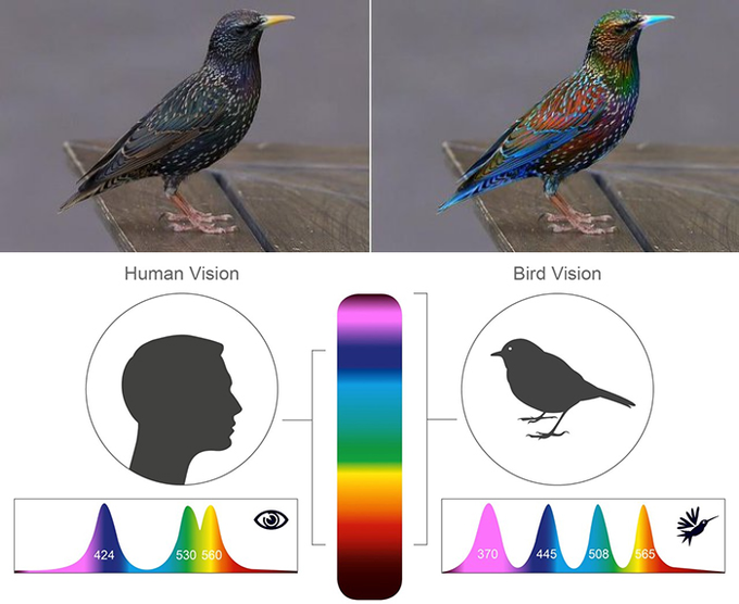 Left: how humans see starlings. Right: how starlings may see each other - with bolder markings and more colour. The amazing world of UV vision, seen through the eyes of… birds.