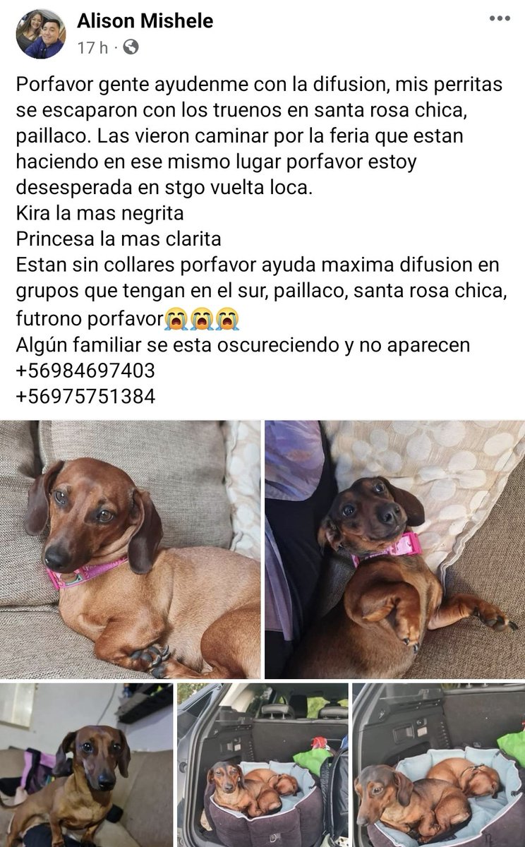 Salchichas_cl's tweet photo. Los buscan en Santa Rosa Chica, #Paillaco https://t.co/pH0FG9ezyc