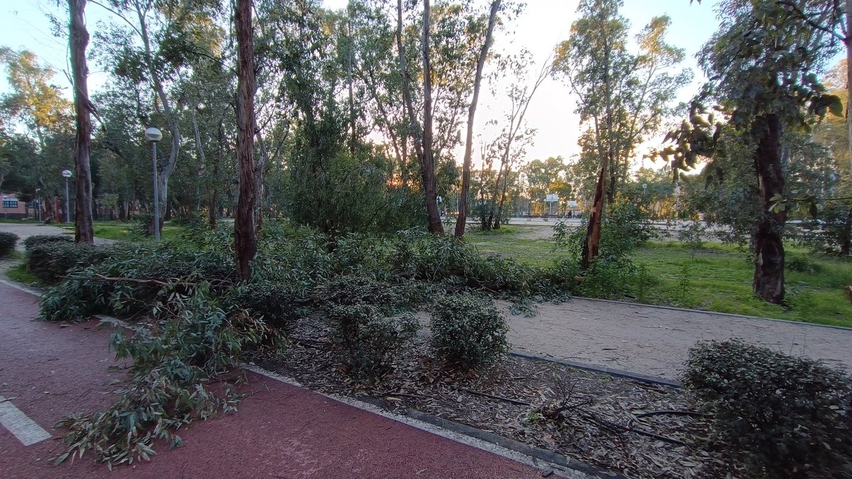 Isina_AR's tweet photo. @AytoLeganes se ha caído un arbol en el parque de los frailes. Ha caído en una camino y algunas ramas en el carril bici. No es una urgencia pero para que lo sepan y vengan a verlo cuanto antes. Gracias https://t.co/njfjiPjK2d