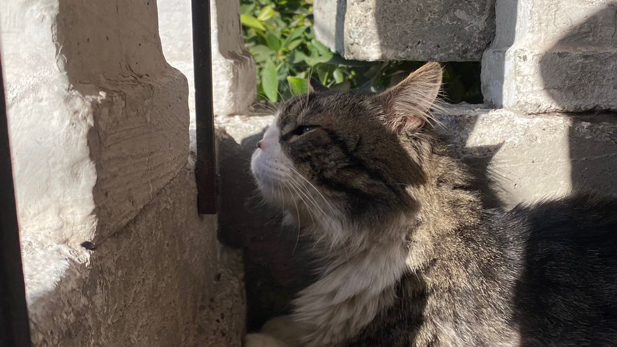 MundoPatitas's tweet photo. Seguimos con los estudios médicos de Blue, el gatito 🐈 sin nariz, pa’determinar si la perdió por alguna enfermedad o deficiencia, malformación o a consecuencia de pelea 🐈‍⬛ o 🐁 

Su semblante ya cambió. Antes x desnutrición solo comía y dormía, hoy, está muy activo… 1/2 https://t.co/vKKhGkoUOU