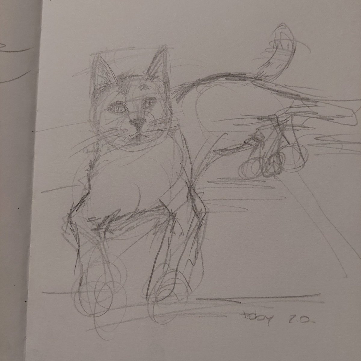 Stareless_'s tweet photo. Cat studies
#drawing #art #sketchbook https://t.co/9u9tgwau0x