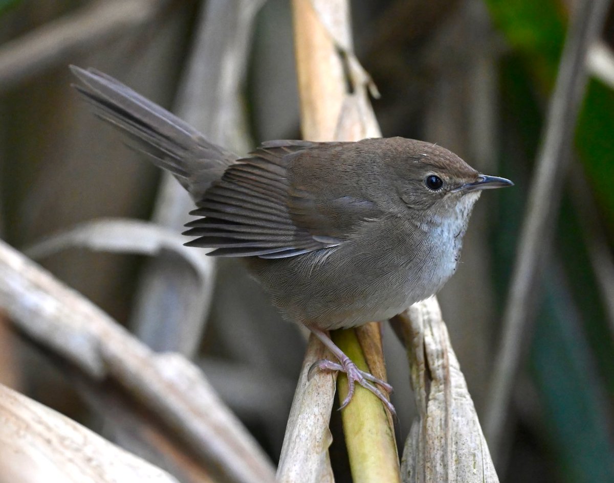 For lowkey Locustella lovers: the endemic Taiwan Bush Warbler showing off its full wardrobe of subtle hues. A good example of cryptic diversity – only described as a species in 2000.