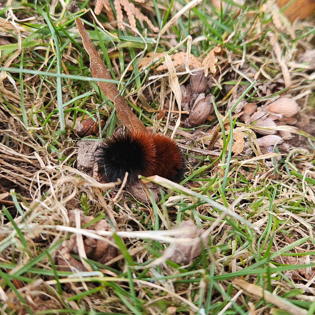 Is dis real?? 60° and I found a furry in the grass 🐛🦋 treat everyone wif kindness and you will feel happy all over 💜 Lubs you all sweet frens!
#WeekendVibes #SaturdayThoughts #DogsOfX #February #lovemonth