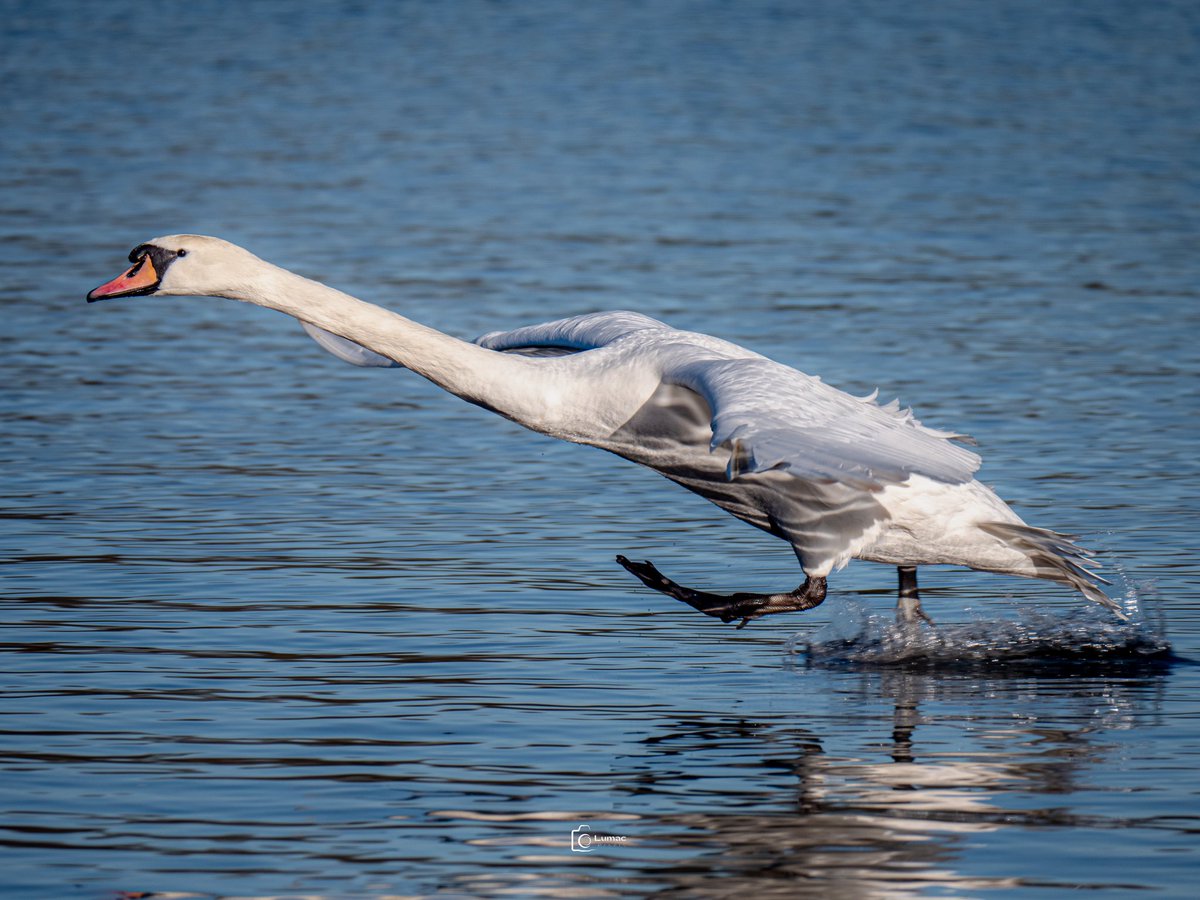 Lumac.Pixels tweet media