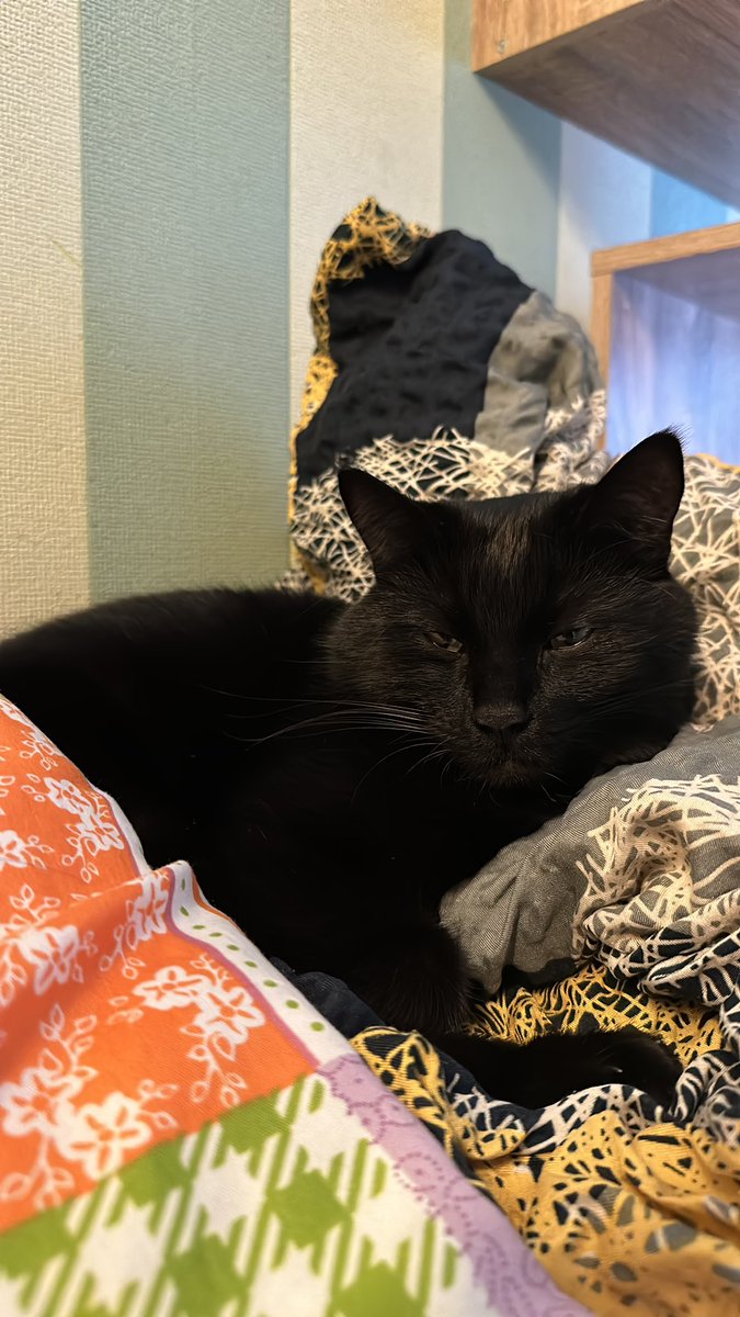 frieda_mch's tweet image. meine zwei süßen hier, wünschen euch einen schönen tag bussi 🩷