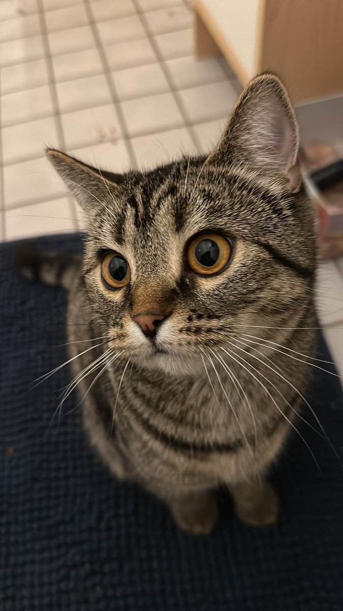 frieda_mch's tweet image. meine zwei süßen hier, wünschen euch einen schönen tag bussi 🩷