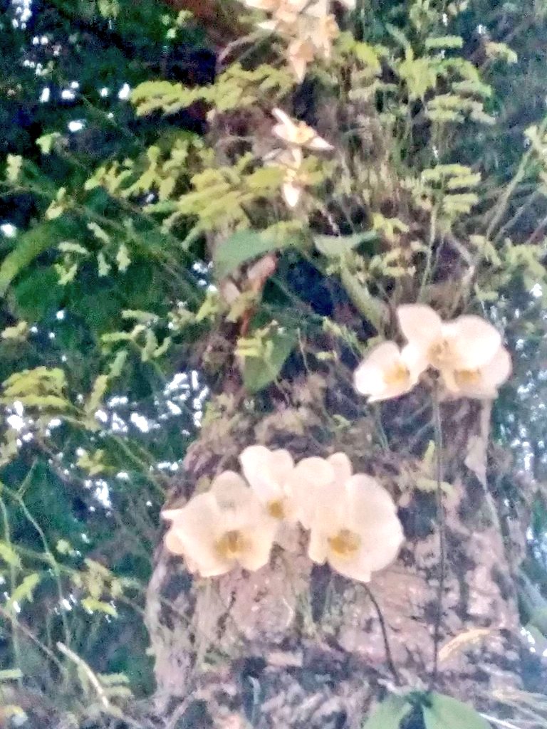 And___Dna_'s tweet photo. Tem orquídea também!
#quesorteaminha https://t.co/GMixjyMDZg