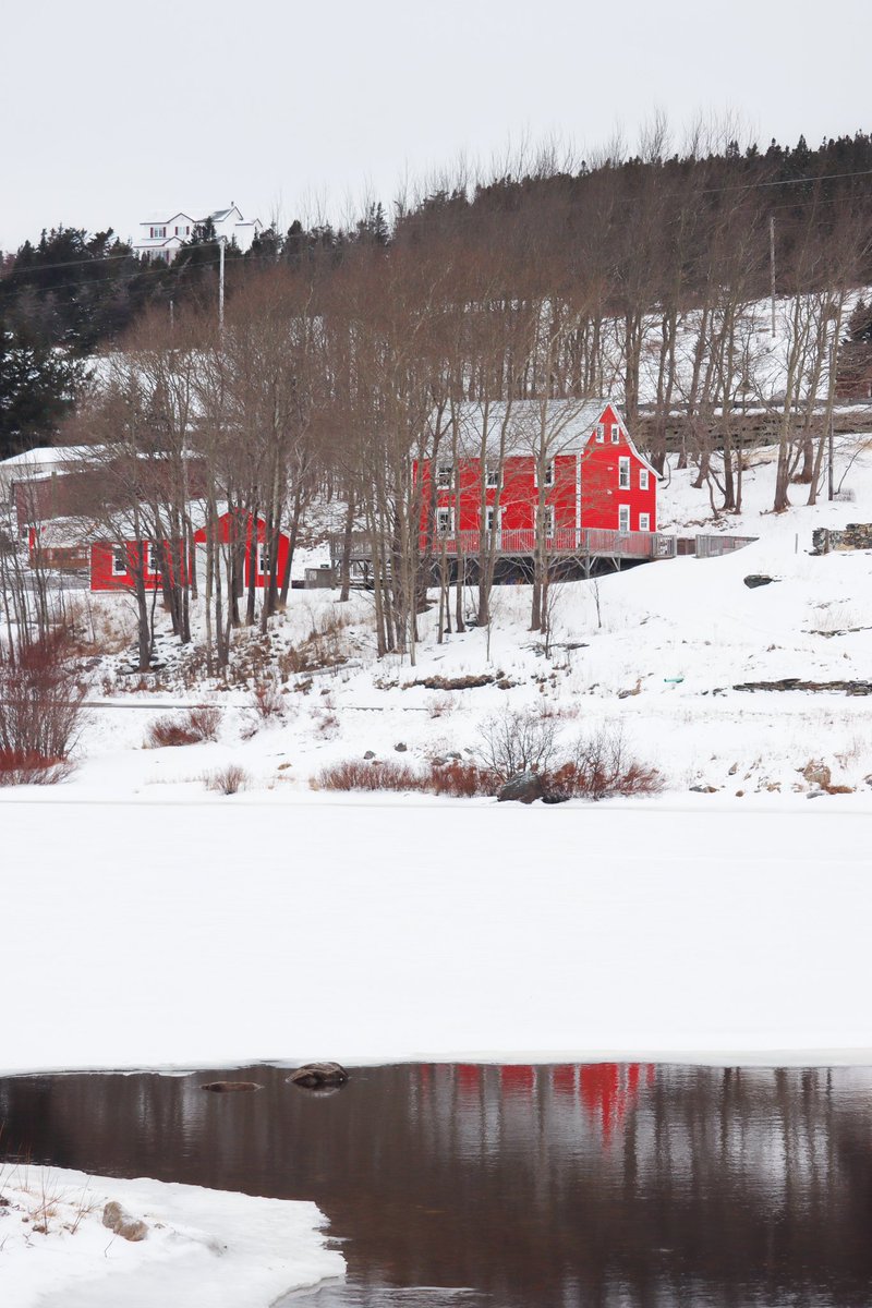 Red & Whites of King’s Cove, NL. 
#NewfoundlandandLabrador