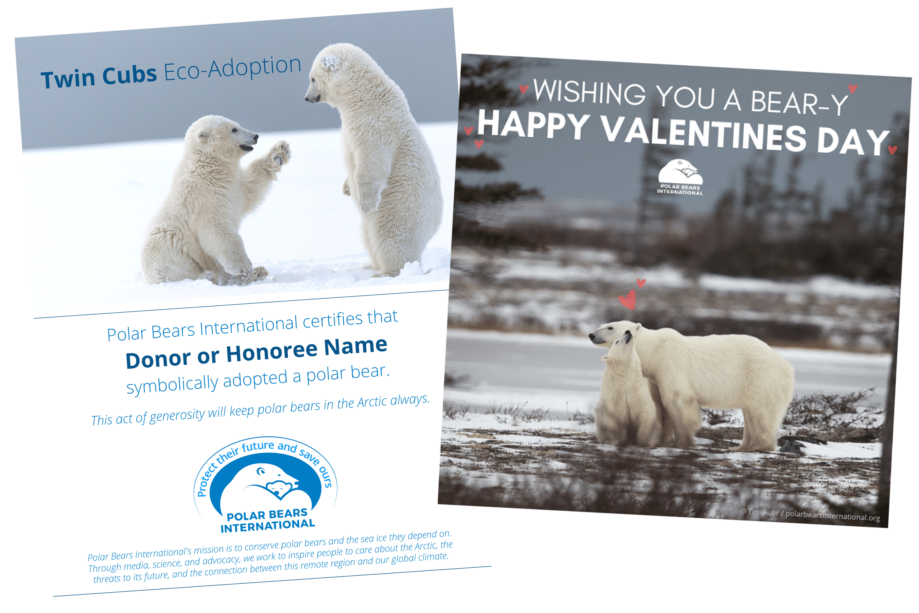 Polar Bears International on X: Looking for a #ValentinesDay gift