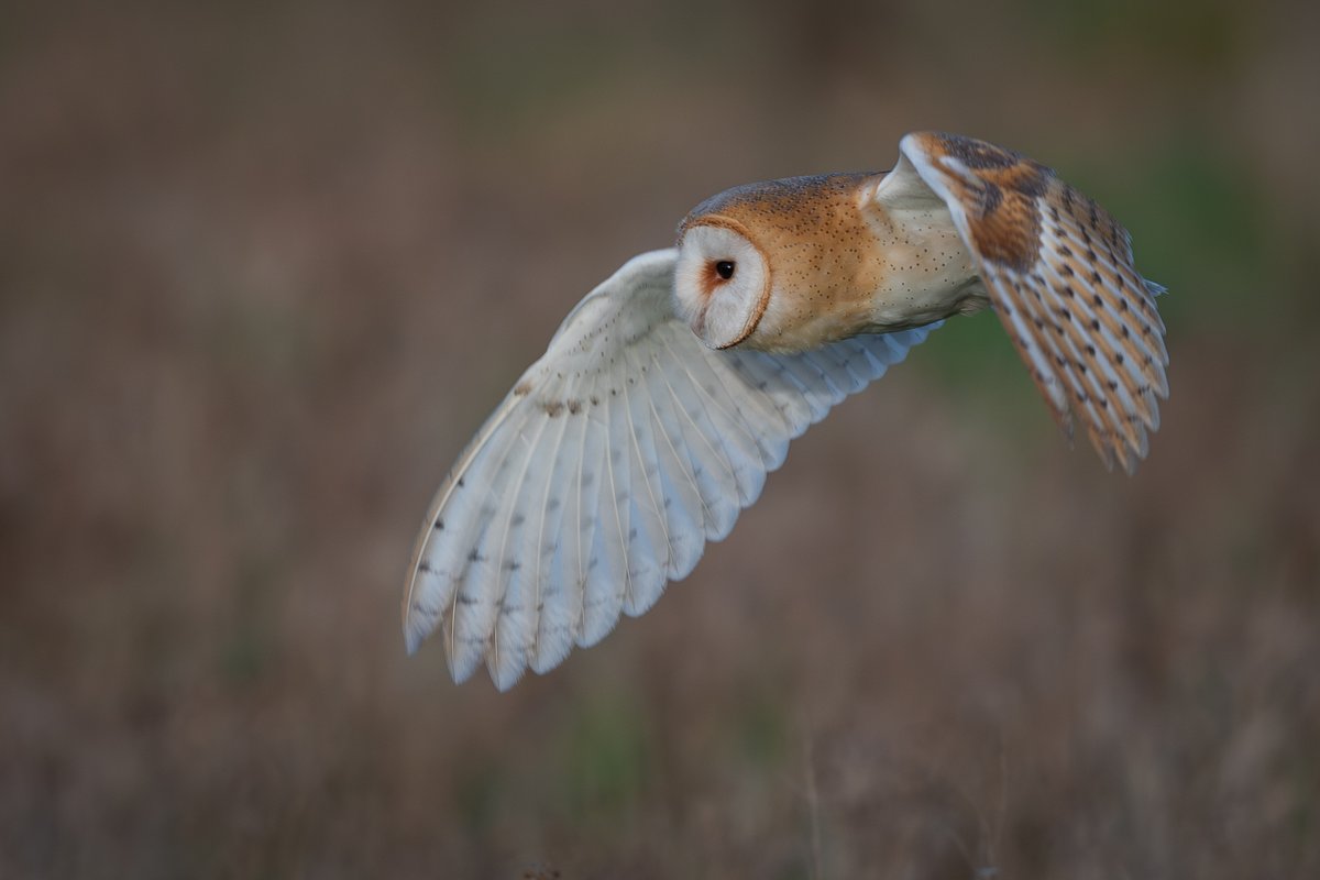 Barn Owl hunting, Isle of Man 🇮🇲 #NaturePhotography #NatureBeauty #owls