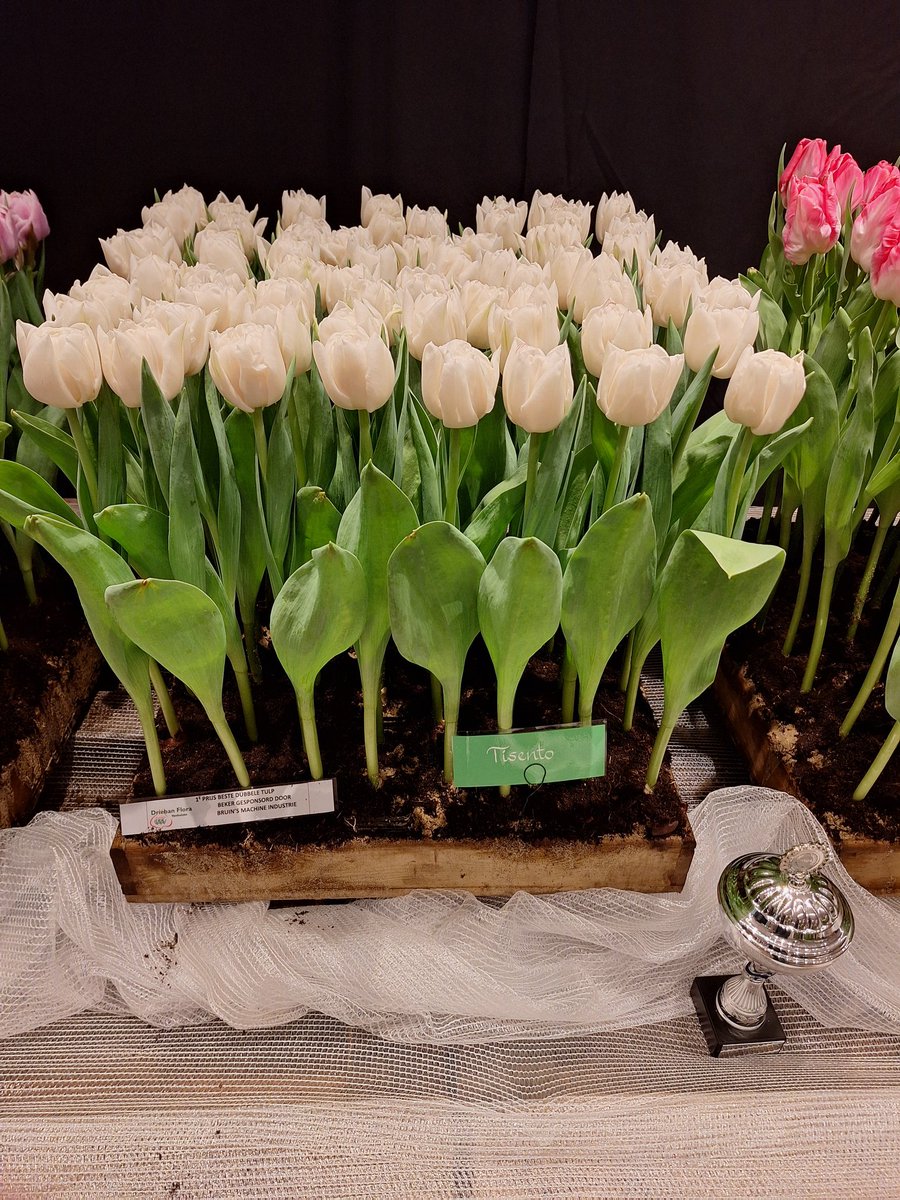 Driebanflora met topselectie tulpen.