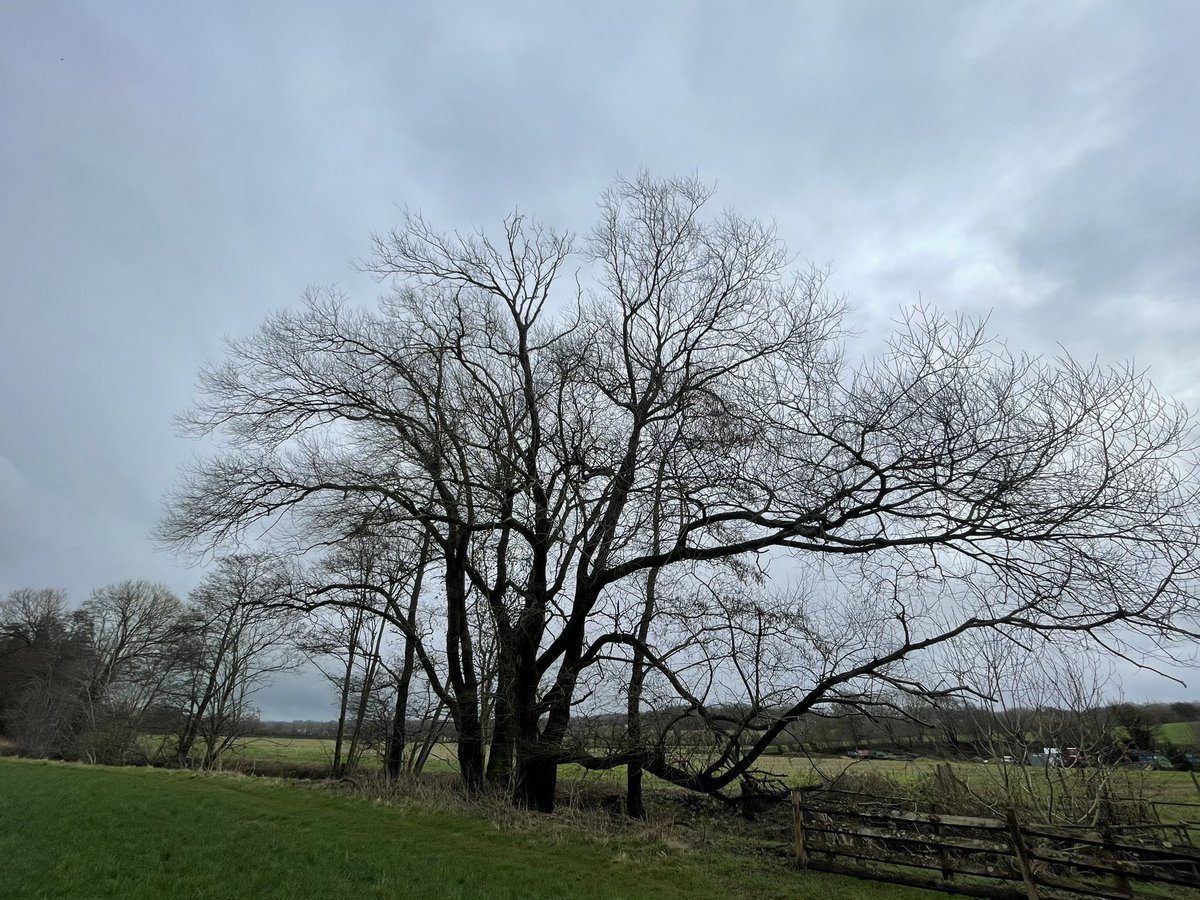 Purple Toothwort on the bank of River Dudwell. Featured tree, the host for this parasitic plant.
#purpletoothwort #riverdudwell #parasiticplants <a href="/BSBIbotany/">BSBI: Botanical Society of Britain & Ireland</a> <a href="/SussexWildlife/">Sussex Wildlife Trust 🦔</a> <a href="/SussexGrazing/">Sussex WildlifeTrust</a> @wildaboutburwash #purpleflowers #sussexweald #riversofengland