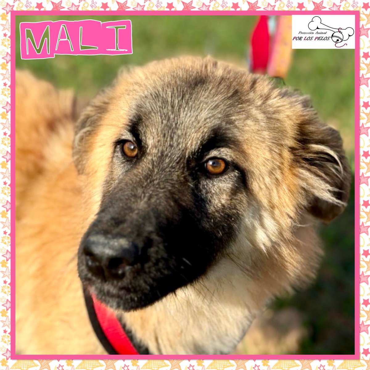 𝐏𝐎𝐑 𝐋𝐎𝐒 𝐏𝐄𝐋𝐎𝐒 tweet media