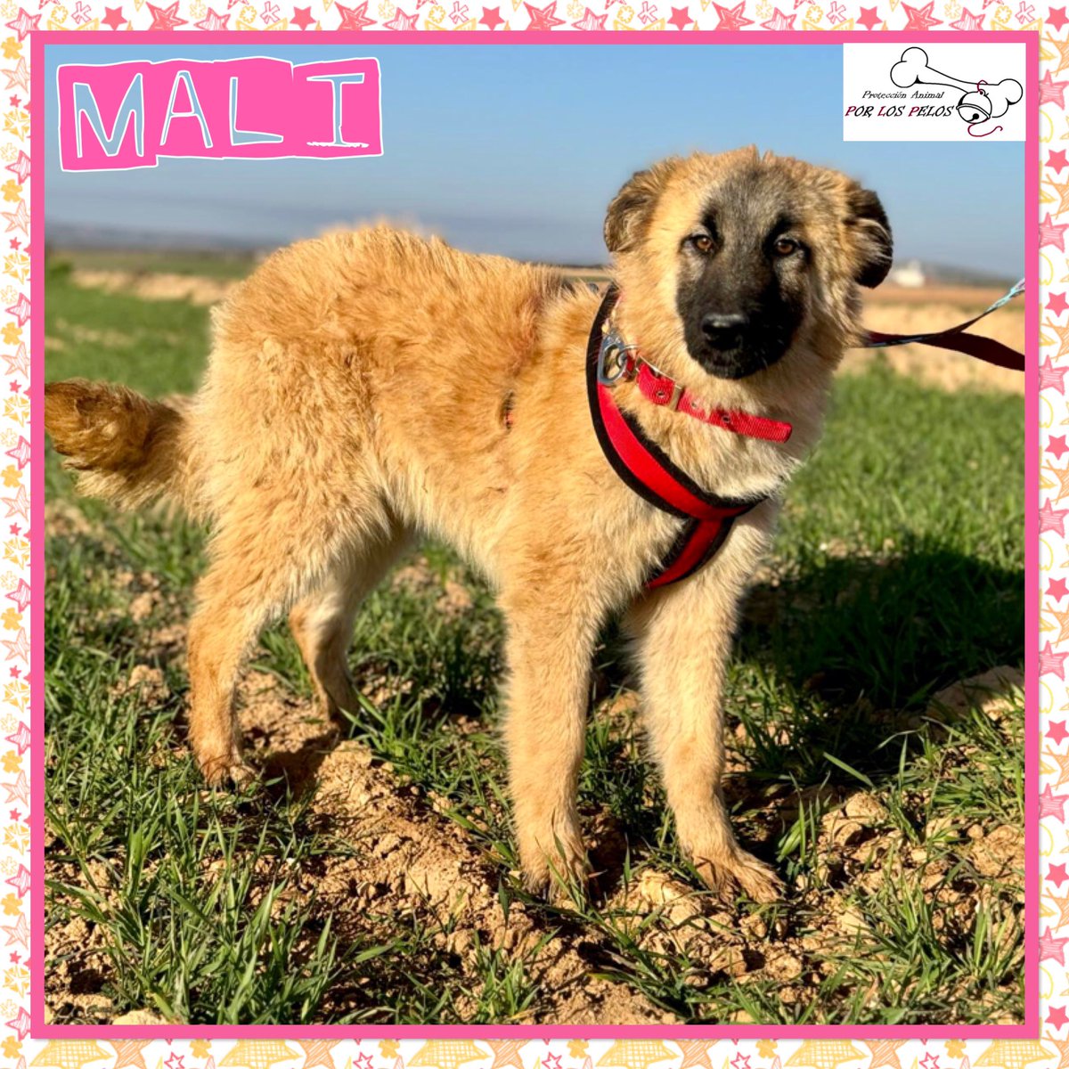 𝐏𝐎𝐑 𝐋𝐎𝐒 𝐏𝐄𝐋𝐎𝐒 tweet media