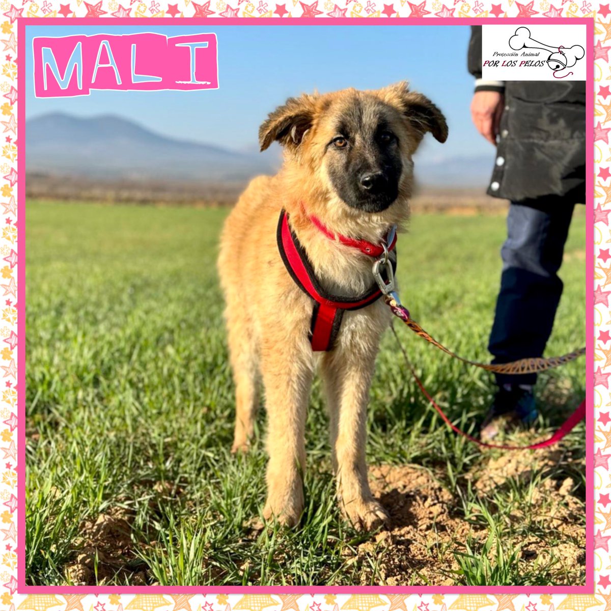 𝐏𝐎𝐑 𝐋𝐎𝐒 𝐏𝐄𝐋𝐎𝐒 tweet media