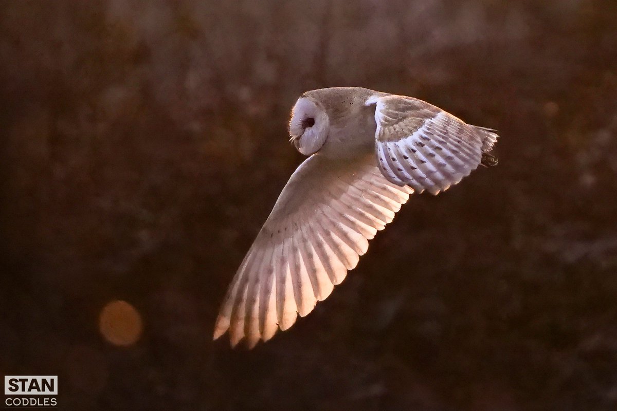 stancoddles's tweet photo. Barn Owl drying its plumage during sunset after a day of rain. 

#BarnOwl, #OwlInFlight, #WildlifePhotography, #BirdWatching, #NatureLovers, #SunsetSky, #TwilightFlight, #OwlsOfTwitter, #BirdsOfPrey, #Raptors, #NaturePhotography, #FeatheredFriends, @ThePhotoHour , #sonyalpha https://t.co/0glDz2qxcT