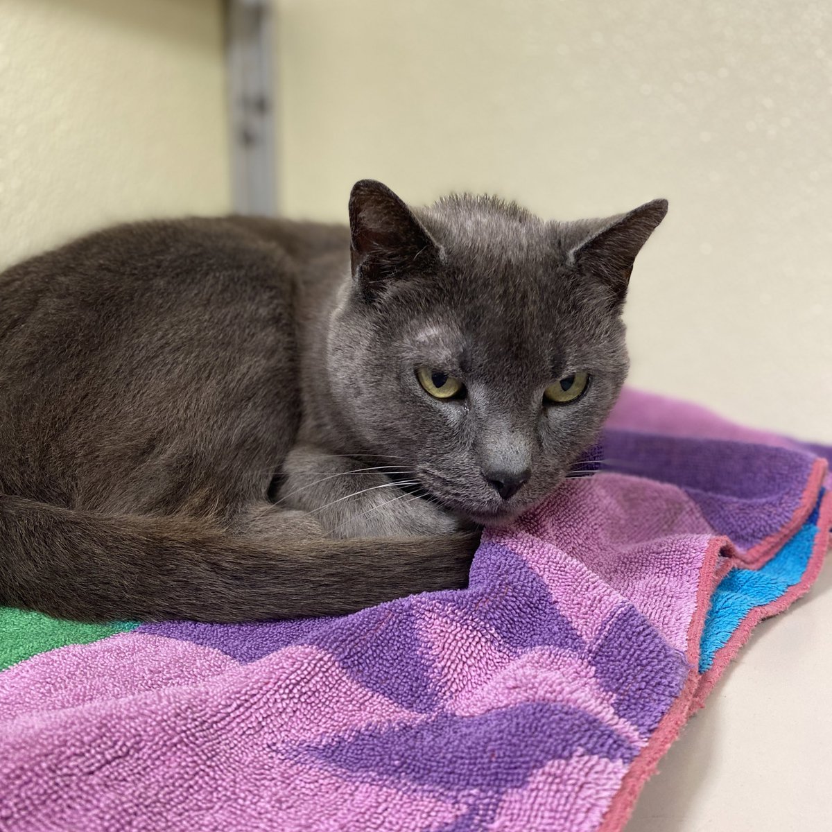 Buddy is a sweet boy who is about eight years old. He’s a little shy at first but soon warms up and is a love bug. This handsome man would love to be back in a home again soon! 

📍 Blackwood, NJ. 

#sheltercats #adoptacat #catlover
