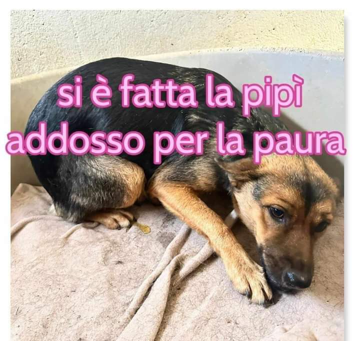🌼MARGHERITA 2/3 ANNI 15 KG CIRCA
Lasciata in canile dalla famiglia, è rimasta scioccata.Trema di paura,
non mangia, è rimasta così, immobile nella sua cesta.
Ho provato ad accarezzarla e si è fatta la pipì addosso per la paura.
Non credo potrà sopravvivere a lungo in canile. Ha