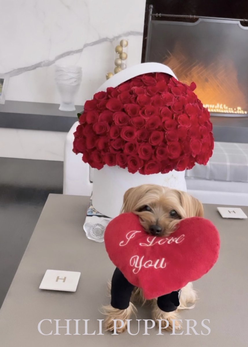 Dog is LOVE ~ 
Enjoy  adorably chic style for your furry Valentine💝
chilipuppers.com

Chili Puppers | Beverly Hills™️

#doglover #cutestdog