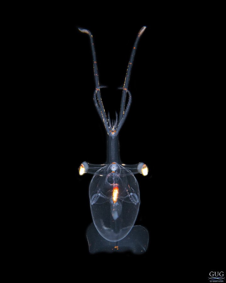 GugUnderwater's tweet image. Found a very pretty and quite large (~7cm) glass squid. Unlike most others, this one was quite the poser, and let me get different angles over the 10 minutes or so that I hung out with it. 
#squid #glasssquid #calamari #cephalopod #blackwaterdiving #chrisgug #gugunderwater #gug