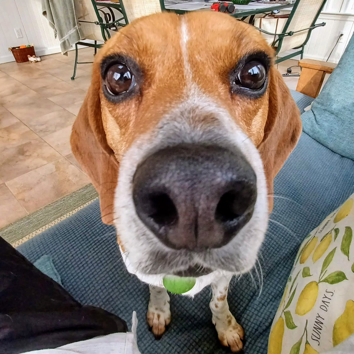 MRL325i's tweet photo. Scout says Hey.
#beaglefacts #beagle #_XDogs https://t.co/bY0NOHXz9X