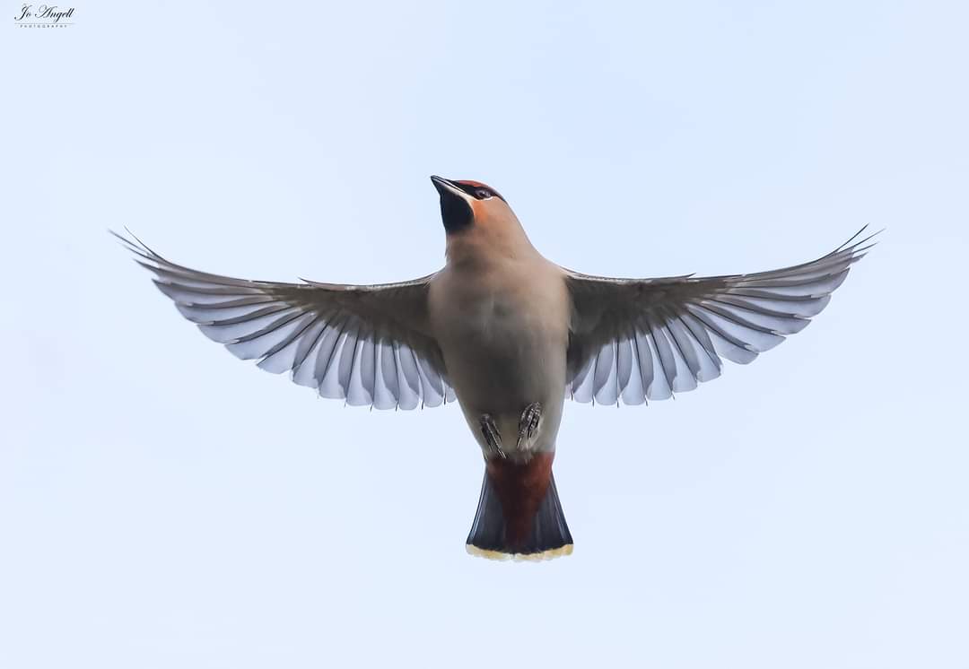 Angels of the sky. The waxwings are currently spending a fair amount of time up high in the trees hunting for insects... and what a great way to capture them in flight. @CanonUKandIE @scenesfromMK #scenesfrommk #Buckinghamshire #waxwings