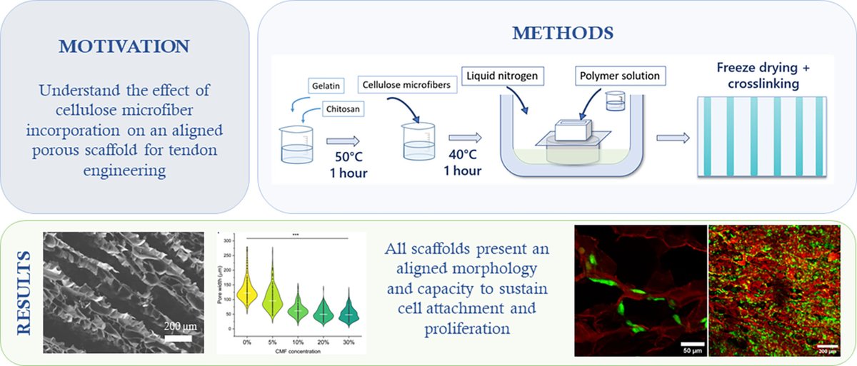 Sharing our #OpenAccess paper on cellulose microfibers in aligned porous scaffold for #tendon repair in Carb. Pol. Tech. Appl., led by Florencia <a href="/flordiazvazq/">Flor Diaz</a>👏A great <a href="/MSCActions/">Marie Skłodowska-Curie Actions</a> 🇪🇺<a href="/P4Fit/">P4_FIT</a> collaboration with <a href="/nrforsyth/">Nick Forsyth</a> <a href="/TinaPDale1/">Tina P Dale</a> <a href="/Boccaccini_Lab/">Biomaterials_Erlangen</a> <a href="/UniFAU/">FAU Erlangen-Nbg</a>➡️doi.org/10.1016/j.carp…