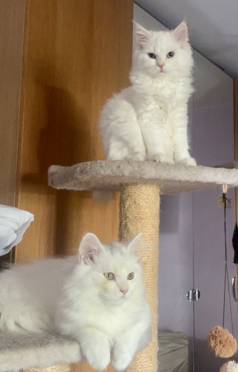 <a href="/6IXTH7ENSE/">𝟔𝐈𝐗𝐓𝐇𝟕𝐄𝐍𝐒𝐄 ✪</a> 😭😭 my mom makes a joke like was she cheating with the neighbours cat?? Bc both mommy &amp; daddy are white look…😂