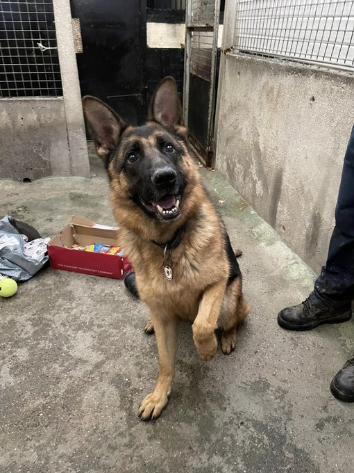 Please retweet to help Benji find a home #CHESHIRE #UK 🔷AVAILABLE FOR ADOPTION🔷'Benji is 3yrs old and he can live with older kids, Benji has been with us since March 22 and does have hip dysplasia so any potential adopter needs to be aware of this ' _ German Shepherd Elite