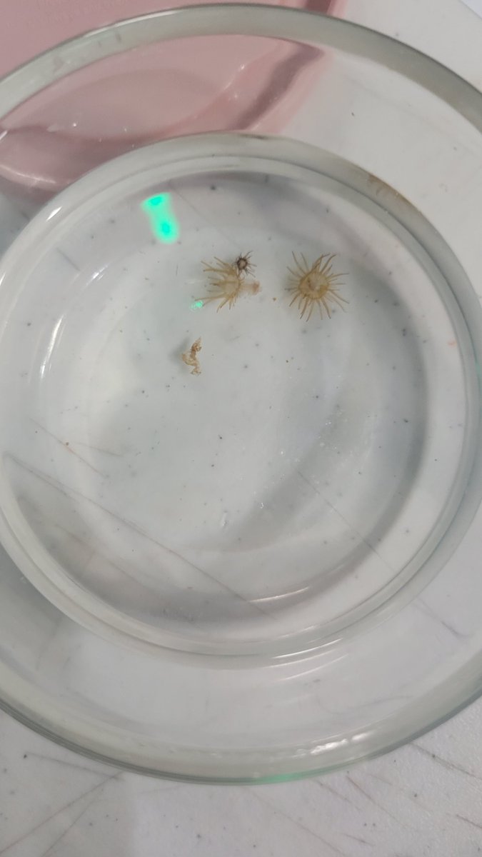 tanyabrown980's tweet photo. The Brown lab's first science communication endeavor. It was super sucessfull. #uttyler #darwinday #scicom #marinebiology #forthecorals #discoversciencecenter https://t.co/yOIAGlrSRz