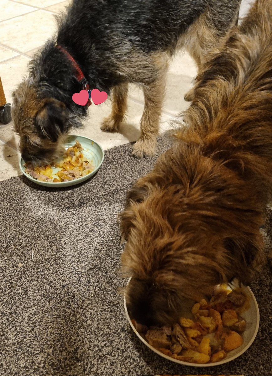 GrumpygrumpsT's tweet photo. Pals *excited ears* for the first time eva me & @Nipper_BT Trev got a roast dinner of beef, tatos, carrots, gluten free Yorkshire & gravy. OMG neber eating grotty ole doggo fud agin! #BorderTerrier #BTPosse #cleanplates https://t.co/Y0dDPWGpOx