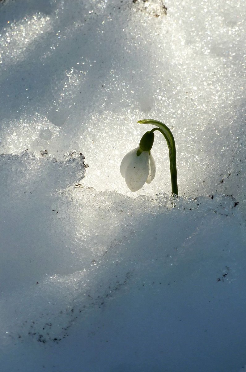 ge_lizzy's tweet image. “Un angelo, per rincuorarla, trasformò dei fiocchi di neve in fiori e così nacquero i bucaneve”.

✨✨✨

#bucaneve
#campanilladeinvierno
#esperanzadetiemposmejores 
#esperanza
#hope
#speranza
#spes