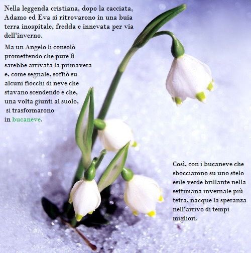ge_lizzy's tweet image. “Un angelo, per rincuorarla, trasformò dei fiocchi di neve in fiori e così nacquero i bucaneve”.

✨✨✨

#bucaneve
#campanilladeinvierno
#esperanzadetiemposmejores 
#esperanza
#hope
#speranza
#spes