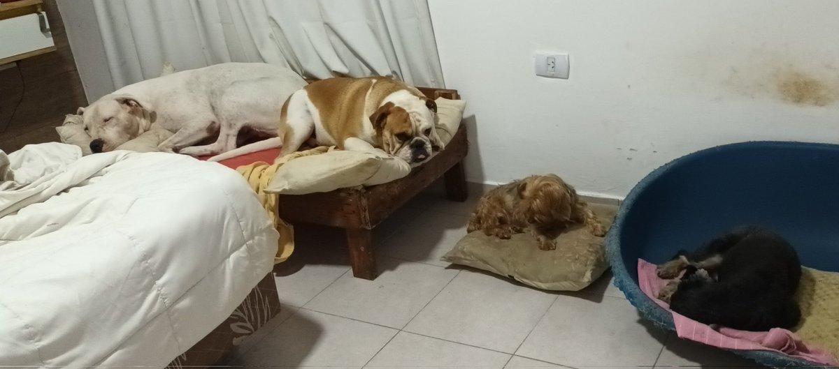 MayZVera's tweet photo. @lagarzasosa_ @calm_essimple Gaia y Napito en su cama, Mori de visita en su almohada y rufito en su camita🙌 ❤️  Como todas las siestas y noches 🥰 https://t.co/1KPJU0ypEX