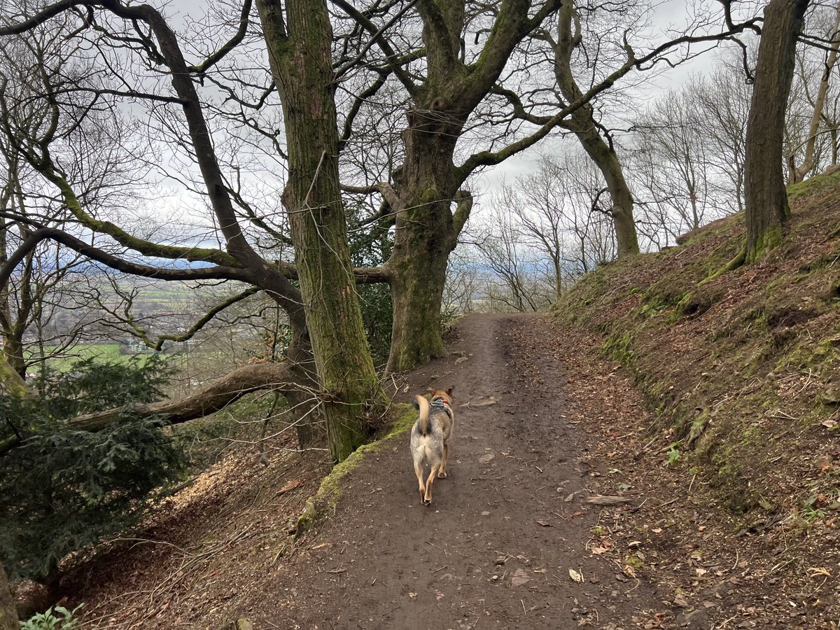 JosieAllan4's tweet image. This is the best time to walk, when the trees are bare.
#magictrees #magicskies #magichill #Malvern #Tolkien #Hobbit