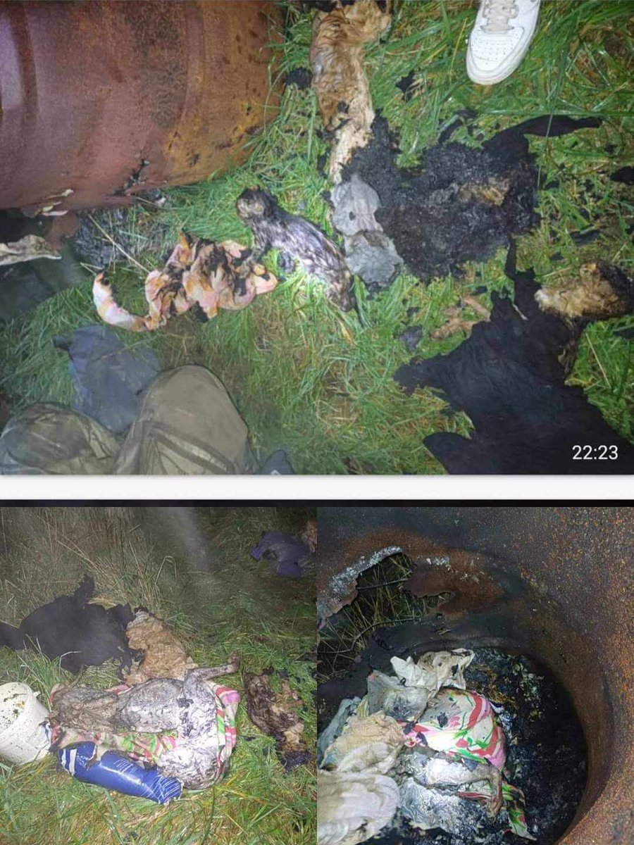 1/ Âmes sensibles s’abstenir !!
C’est une amie à moi de la protection animale qui écrit le texte ! 
A quand un VRAI SECRÉTARIAT D’ÉTAT, à la cause animale !
Que font les élus bon sang !! <a href="/RNational_off/">Rassemblement National</a> <a href="/RNJ_off/">RNJ 🇫🇷</a> <a href="/RN_Off85/">Rassemblement National Vendée</a> @RNJ_off85 <a href="/Olivier_Monteil/">Olivier MONTEIL Ⓜ️</a> <a href="/LeDissesEric/">Eric Le Dissès</a> <a href="/rprofficiel/">RPR☨</a> vite