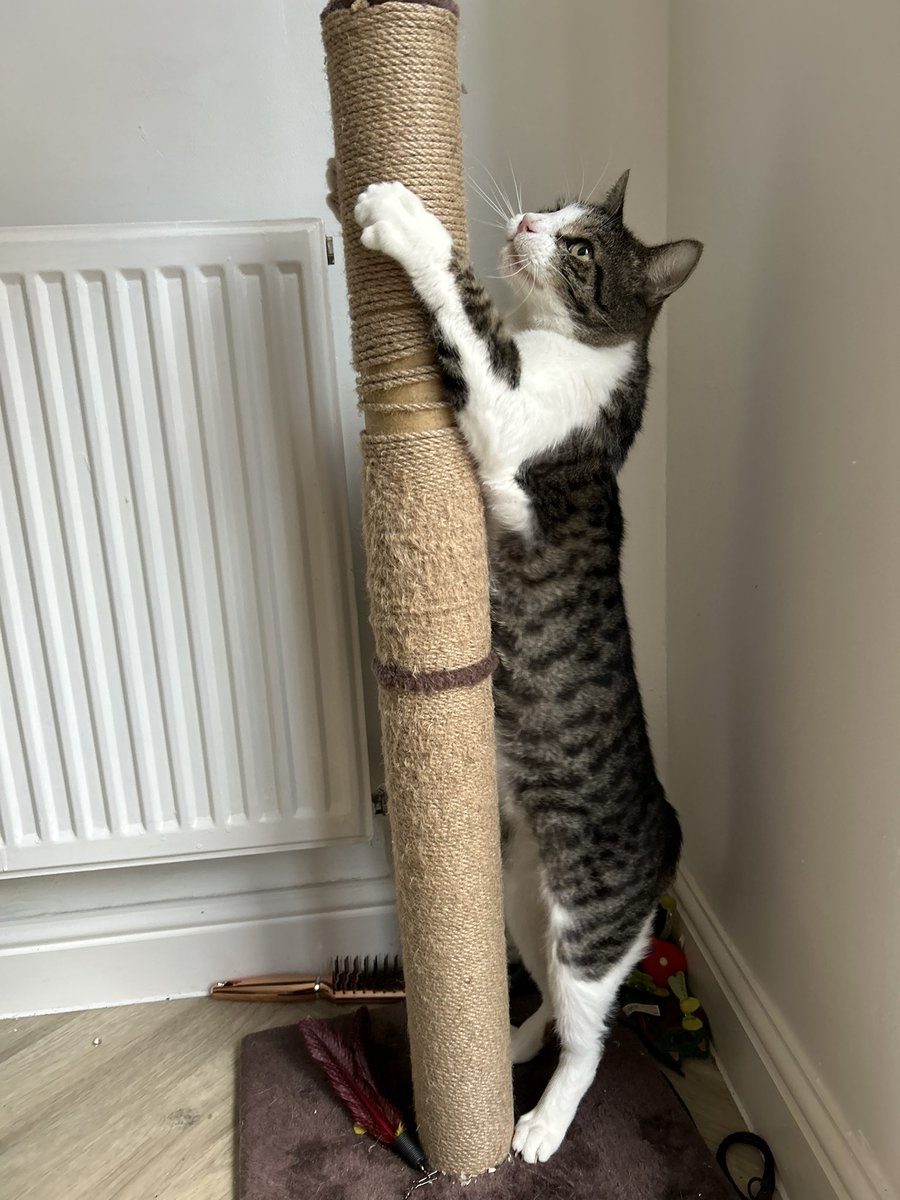 — rylee / tokio ! tweet media