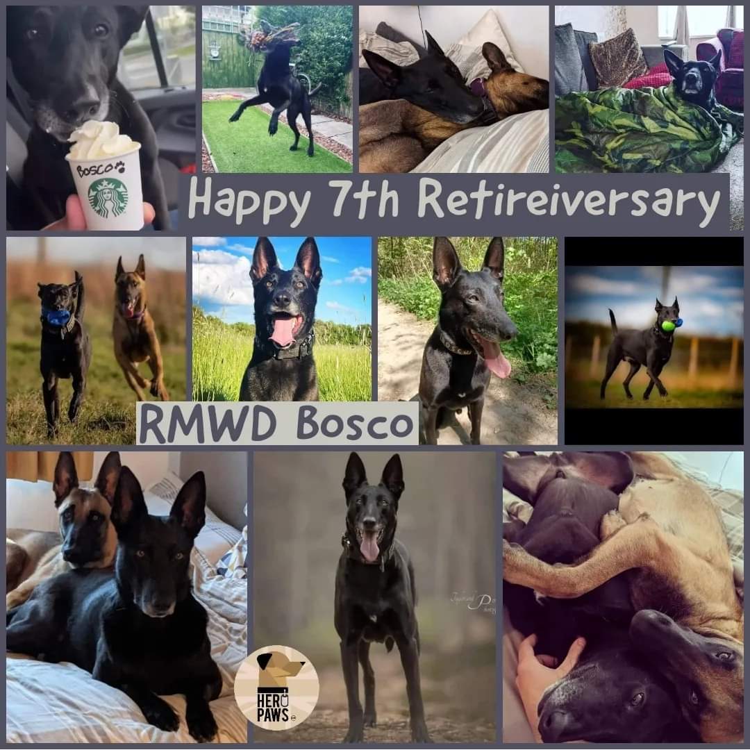Heropawsuk's tweet photo. 8 year old Ex MWD Bosco, aka boss, marks his 7th year in retirement. He decided the military world was soooo not for him and turned his paws as an entrepreneur and adventure seeker.
Ambassador for many charities @rock2recoveryuk @heropaws @opspartan, he's kept busy!
#Veteran #uk https://t.co/yhMp9GgA6D