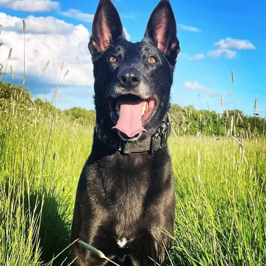 8 year old Ex MWD Bosco, aka boss, marks his 7th year in retirement. He decided the military world was soooo not for him and turned his paws as an entrepreneur and adventure seeker.
Ambassador for many charities @rock2recoveryuk @heropaws <a href="/opspartan/">Op Spartan CIC</a>, he's kept busy!
#Veteran #uk