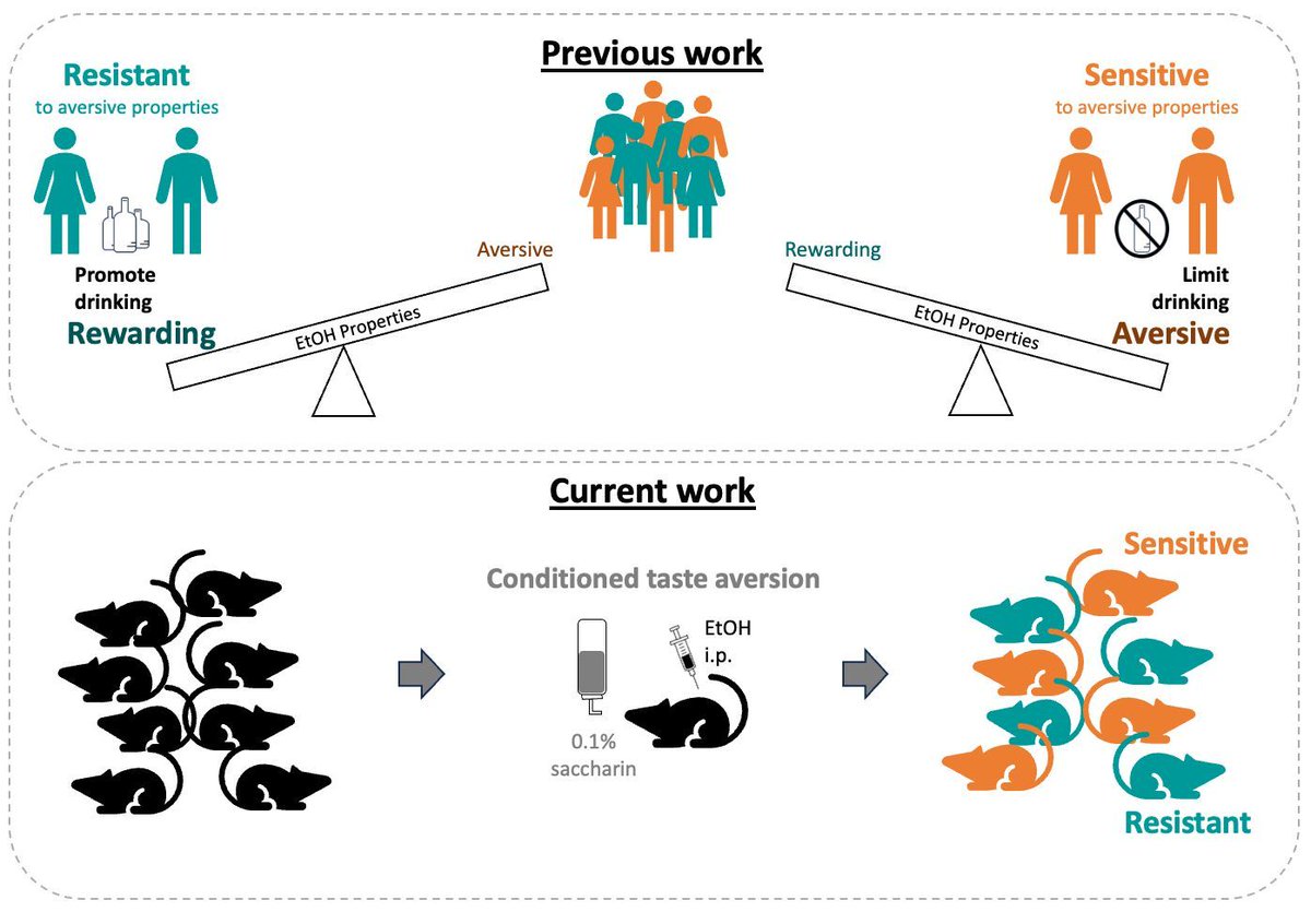 A translational rodent model of individual differences in sensitivity to the aversive properties of ethanol <a href="/glover_lab/">Glover Lab</a> doi.org/10.1111/acer.1…