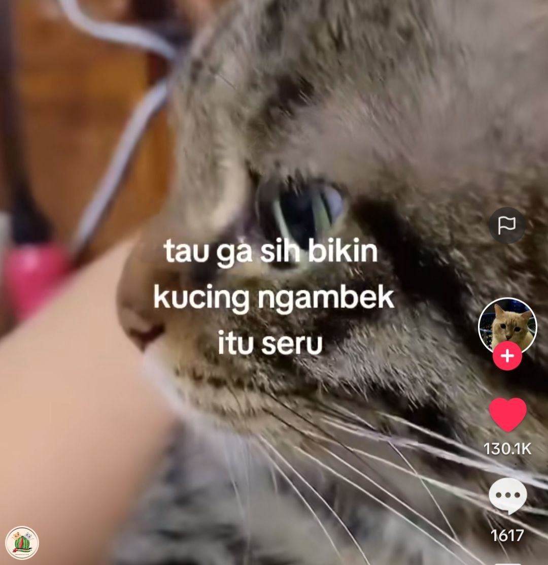 KochengFess v2 tweet media