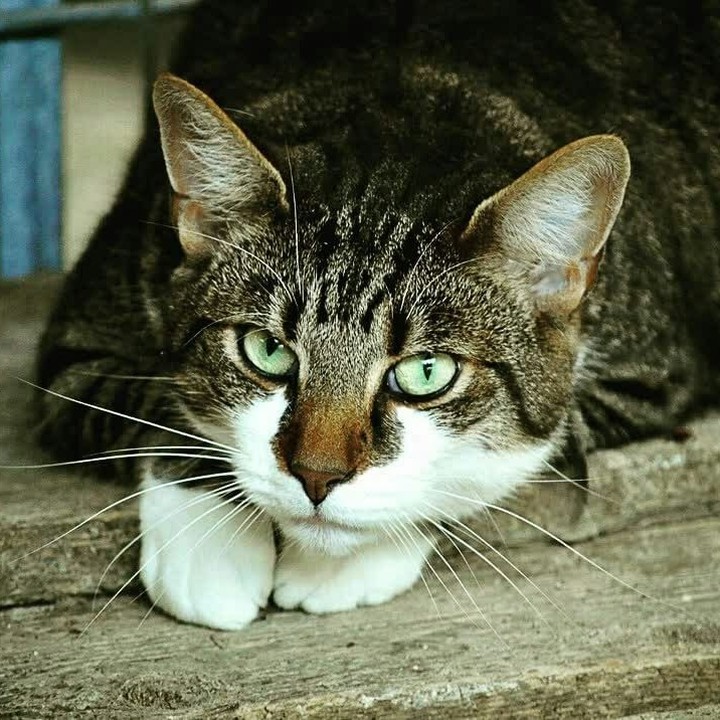 helendram's tweet photo. The cat does not offer services. The cat offers itself.

#funnycats  #cats_of_day #catselfie #catsdaily    #catslove #usacatlovers #catloversclub  #catloversday #catloverxoxo #catloverscommunity #catloverforever #Everton #Caturday #SaturdayMorning 

cradit:@catloverusauk https://t.co/HMfmC87m1K