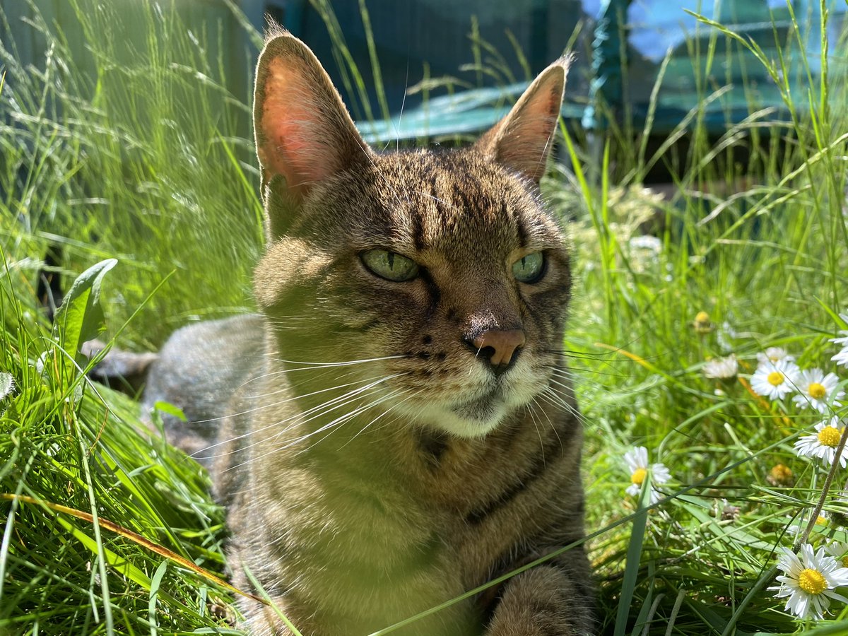 Maritimegeek's tweet photo. Absolutely gutted, just had to say goodbye to our beautiful Bengal Amber. She was nineteen &amp; until recently didn’t act like she was. unfortunately kidney issues were getting worse and couldn’t see her suffer. Will miss her every day. 🥺🐱 #RIPAmber 🐾 🌈 #pet #companionanimals https://t.co/aITmRxN3l6