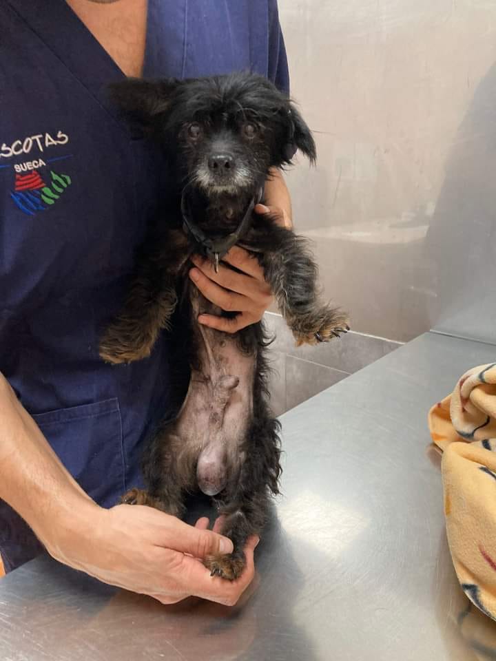 SosAbuelos1's tweet photo. #Valencia y alrededores (Por temas veterinarios)
#LULÚ es un abuelillo de menos de 4 Kg y 13 años.

Lo encontraron junto al hombre mayor que lo tenía, que yacía muerto en el suelo...no se separó de su lado hasta que levantaron el cadáver.

Tiene dermatitis, desnutrición, y un tumor en los testículos... Y mucha suerte de seguir vivo.

Por eso ahora necesita una casita donde estar tranquilo, recuperarse e ir tratándolo de la piel y la desnutrición y ya en unas semanas que se recupere y coja peso ya operar el tumor.

Es, un amor de perrito, agradecido y cariñoso. Se porta muy bien en casa y pasea bien con correa. 
El pobre solo quiere ser querido y seguir adelante, y después de sufrir algo así, se lo merece todo

Contacto; 662 68 17 99