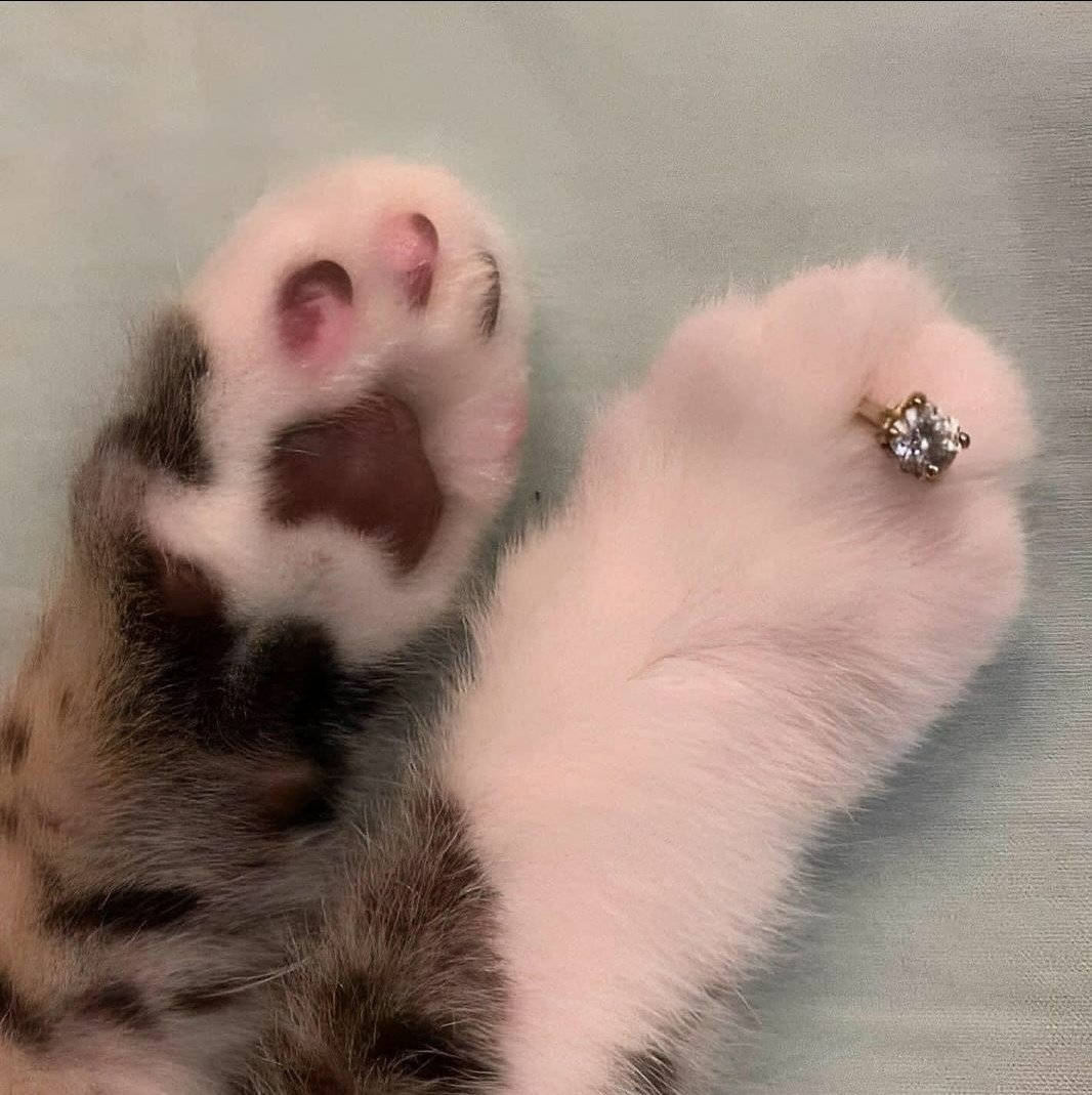 WeAssessCats's tweet photo. https://t.co/tX5D77RuSQ