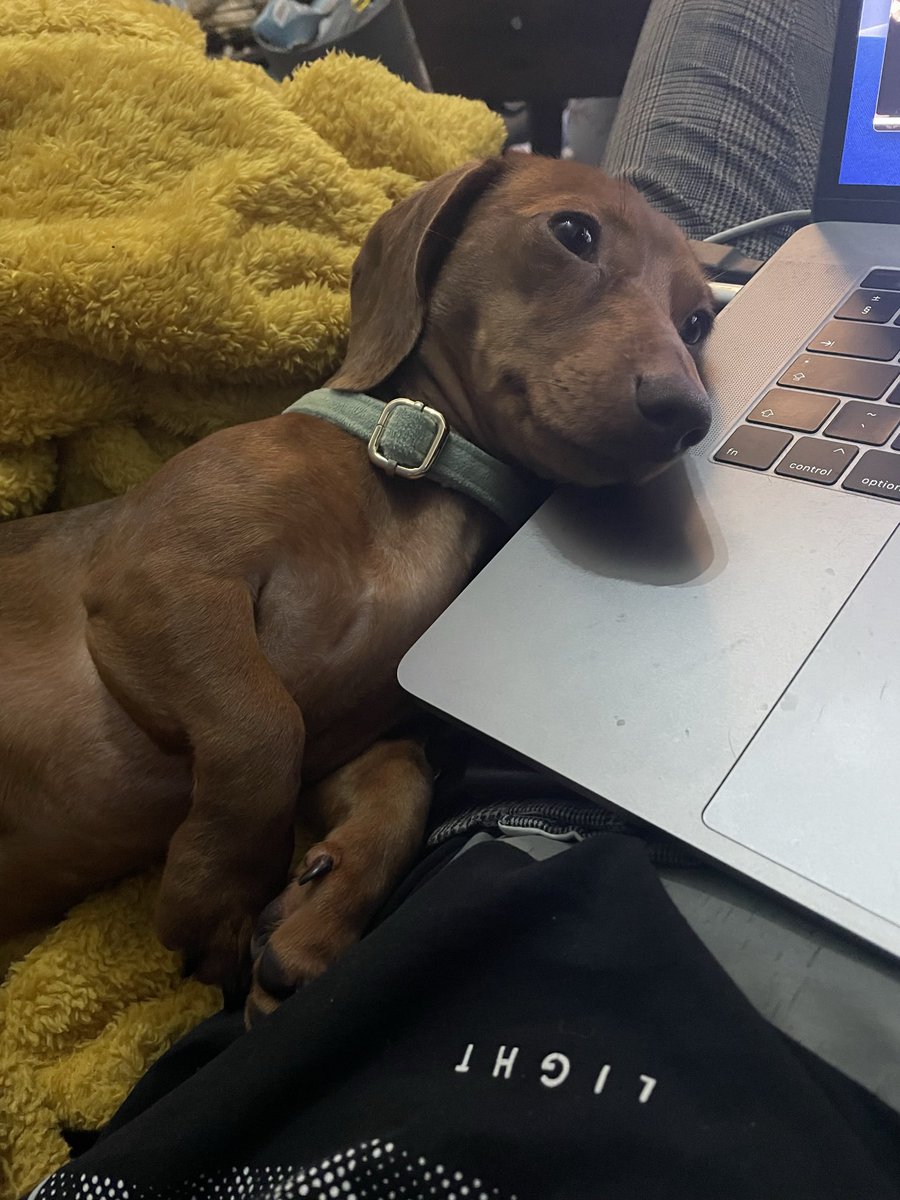 itsjustMay's tweet photo. @raemystic_ Ask about pets at work and I can’t help but share her 🥲 https://t.co/YsDTJ4FQK1
