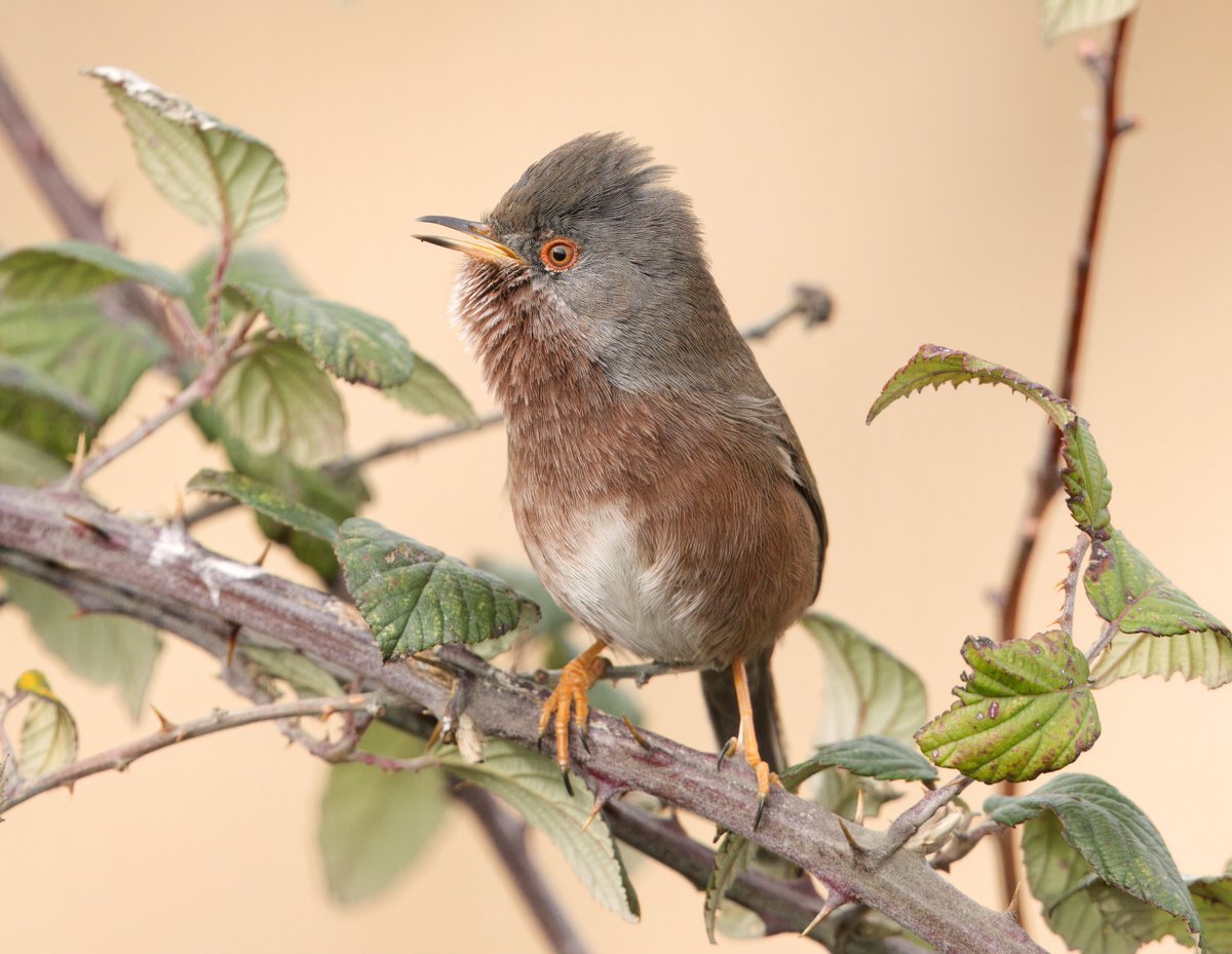 What a day! Taken 4 years to get Dartford Warbler photos like these. Thanks for the heads up @tharris0457