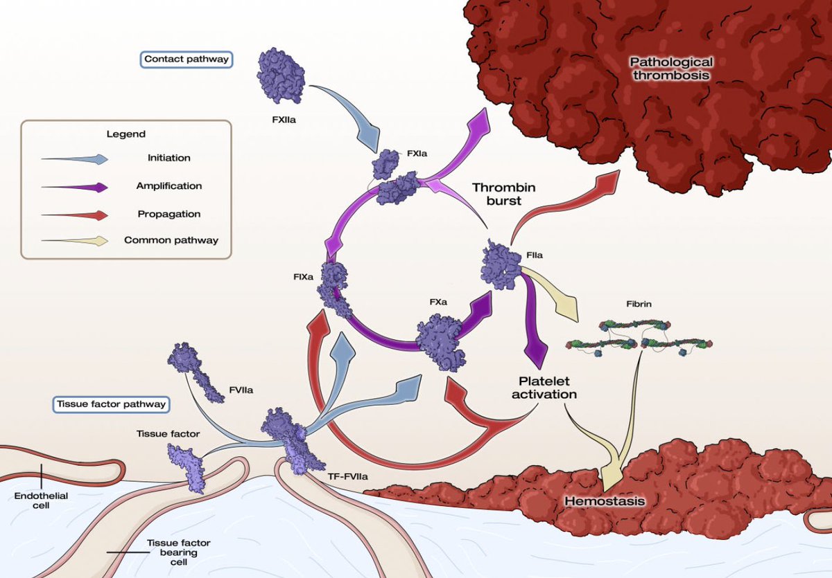 Several Factor XI inhibitors have undergone design, testing, and progression to phase 2 clinical trials, demonstrating a generally favorable safety and tolerability profile. However, validation through large-scale phase 3 trials with adequate power to assess safety and efficacy…